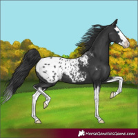 Horse Color:Black Splash Blanket 