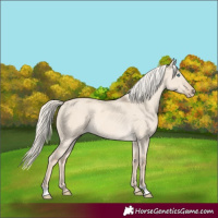 Horse Color:Cremello Dun 