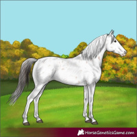 Horse Color:Bay Sabino