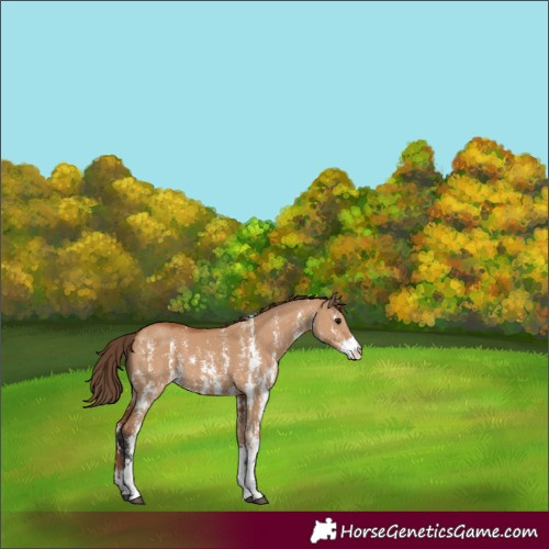 Horse Color:Bay Dun Sabino Varnish 