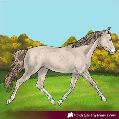 Horse Color:Perlino Dun