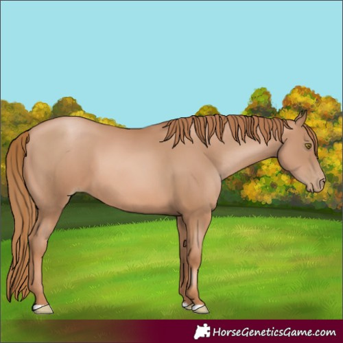 Horse Color:Chestnut Pearl