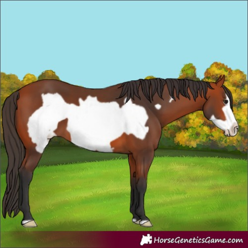 Horse Color:Bay Frame