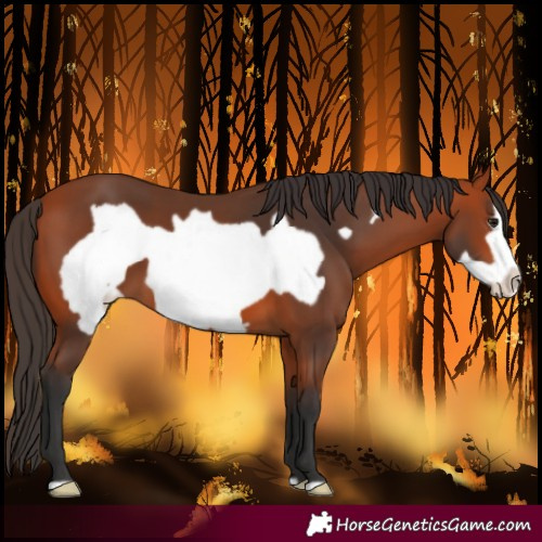 Horse Color:Bay Frame 