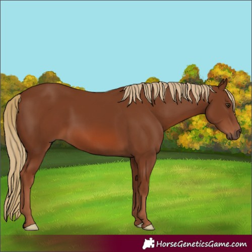 Horse Color:Chestnut 