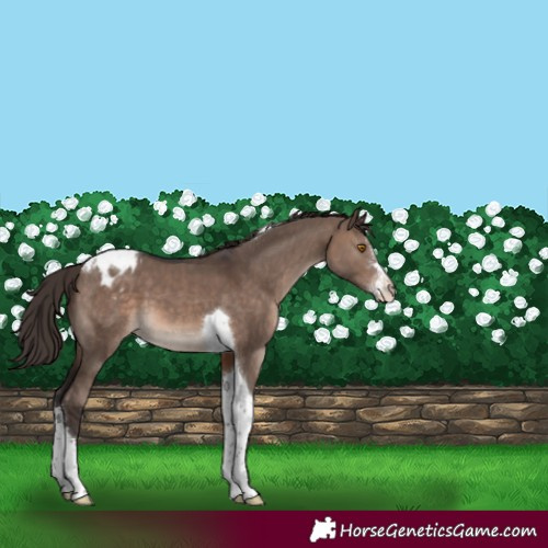 Horse Color:Brown Dun Mushroom Sabino Tobiano Appaloosa 