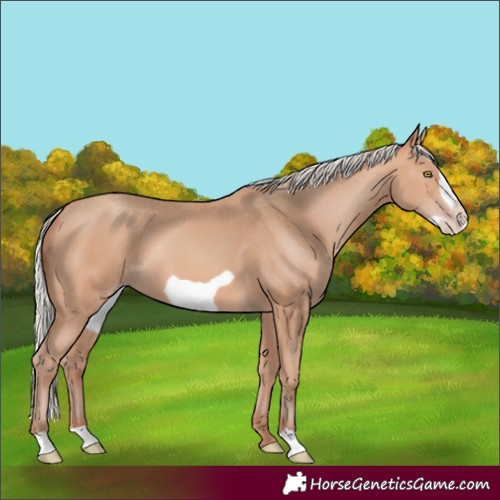 Horse Color:Silver Amber Champagne Frame