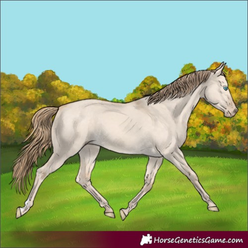 Horse Color:Perlino Dun