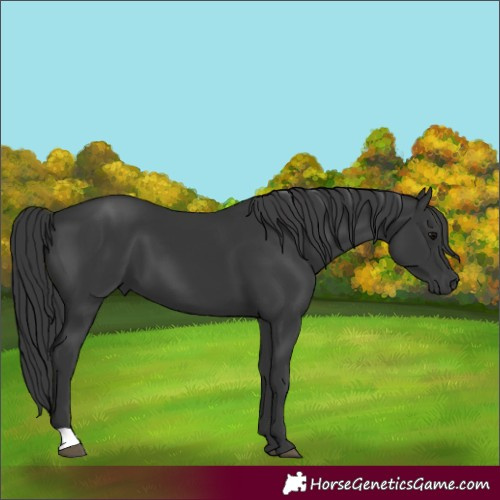 Horse Color:Black 