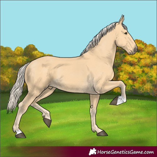 Horse Color:Palomino 