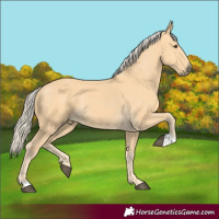 Horse Color:Palomino 