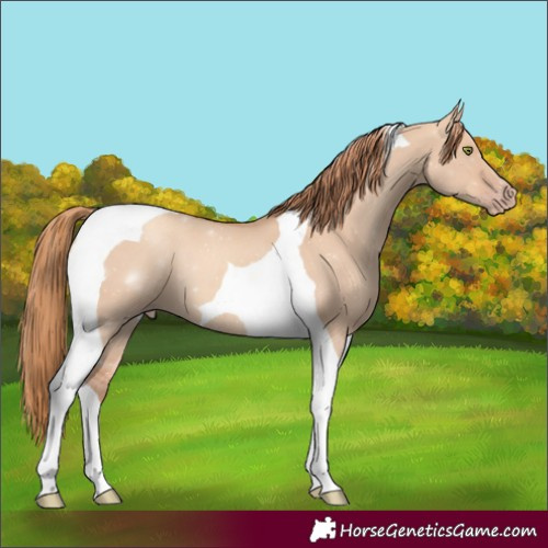 Horse Color:Gold Champagne Dun Tobiano