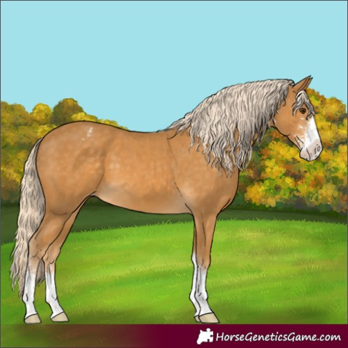 Horse Color:Palomino Sabino Varnish 