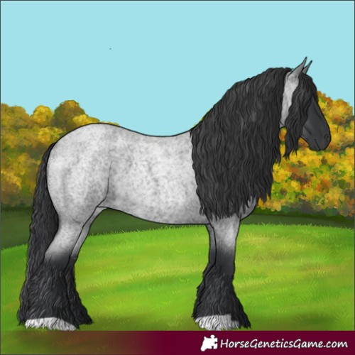 Horse Color:Blue Roan
