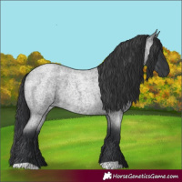Horse Color:Blue Roan