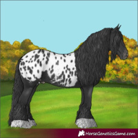 Horse Color:Black Blanket 