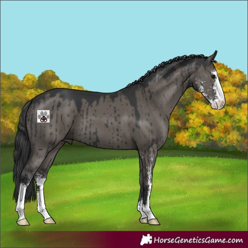Horse Color:Grullo Sabino Brindle