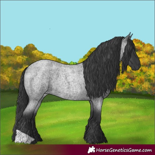 Horse Color:Blue Roan