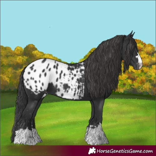 Horse Color:Black Appaloosa