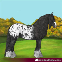 Horse Color:Black Blanket