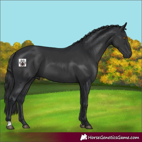 Horse Color:Black 