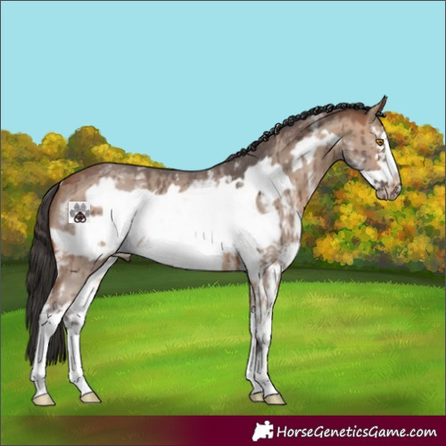 Horse Color:Bay Dun Sabino Frame Brindle 