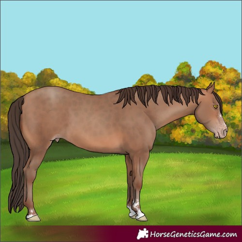 Horse Color:Sable Champagne 