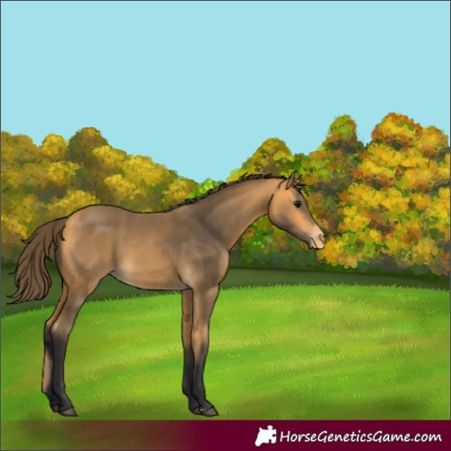 Horse Color:Buckskin Appaloosa 