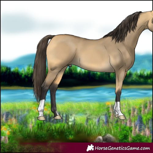 Horse Color:Buckskin Dun