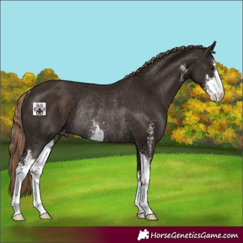 Horse Color:Liver Chestnut Sabino Appaloosa Rabicano 