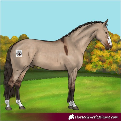 Horse Color:Liver Red Dun