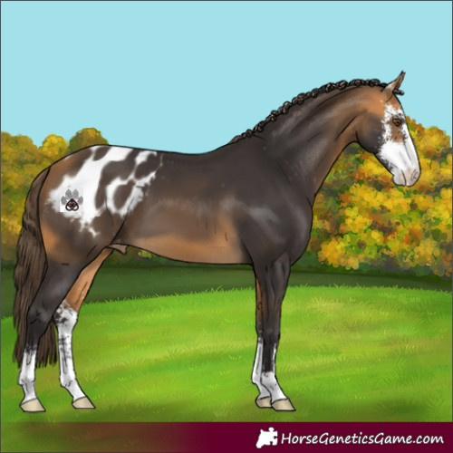 Horse Color:Buckskin Sabino Appaloosa 