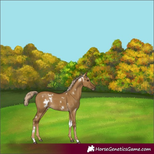 Horse Color:White Spotted Chocolate Palomino Dun Rabicano