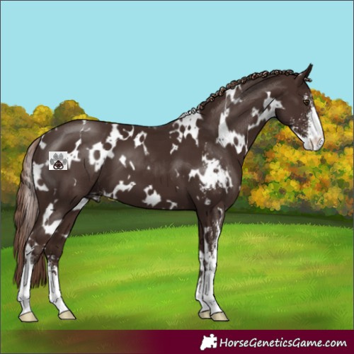Horse Color:White Spotted Liver Chestnut Sabino