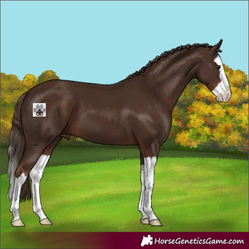 Horse Color:Liver Chestnut Splash