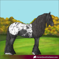 Horse Color:Black Blanket 
