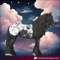 Horse Color:Black Blanket