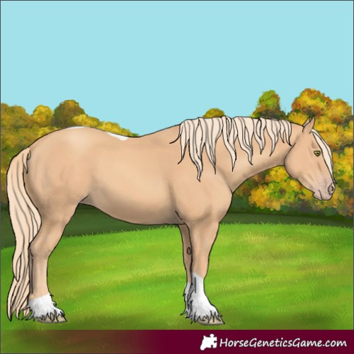 Horse Color:Gold Champagne Tobiano 