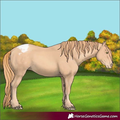 Horse Color:Gold Champagne Appaloosa