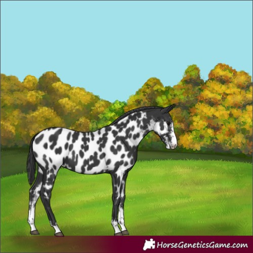 Horse Color:Black Sabino Appaloosa