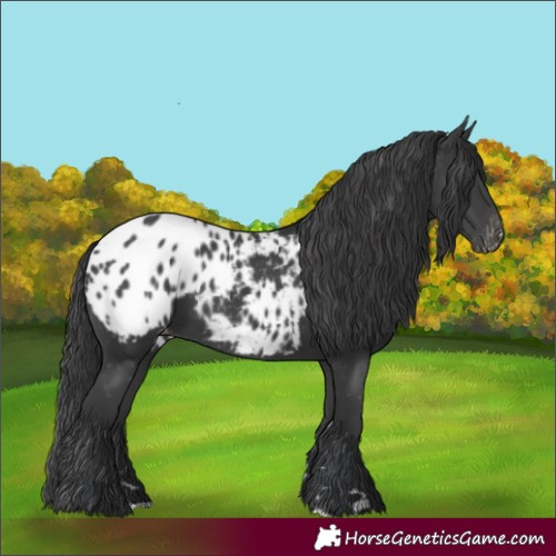 Horse Color:Black Blanket