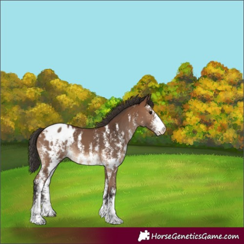 Horse Color:Bay Sabino Appaloosa