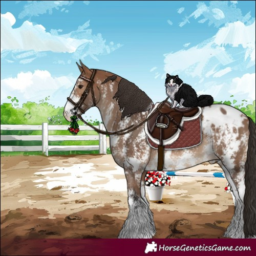 Horse Color:Bay Sabino Blanket 