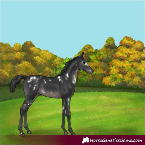 Horse Color:White Spotted Black 