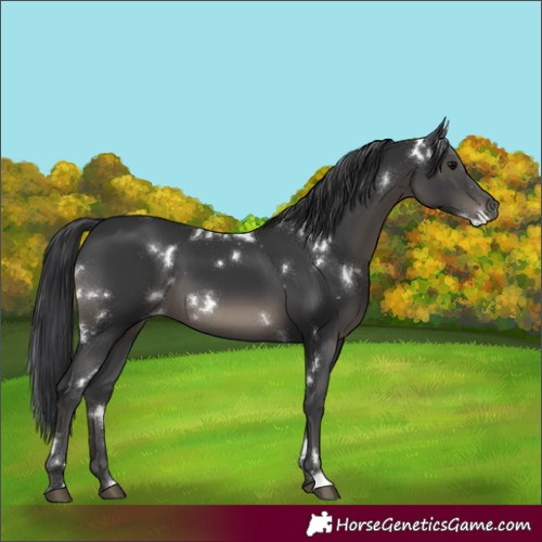 Horse Color:White Spotted Black