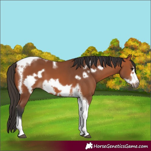 Horse Color:Bay Tobiano Frame 