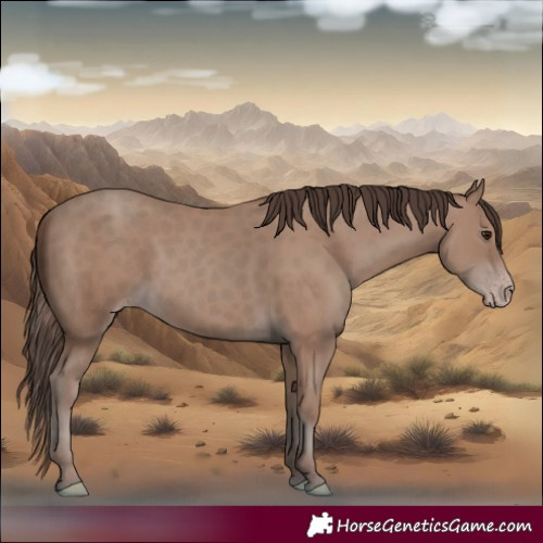 Horse Color:Classic Champagne Rabicano