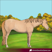 Horse Color:Gold Champagne Rabicano 