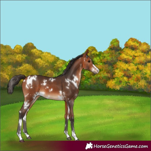 Horse Color:White Spotted Bay 