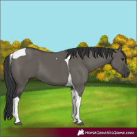 Horse Color:Grullo Tobiano 